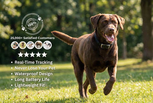 PetPulse GPS - Know Every Step